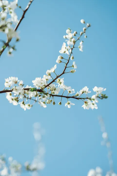 Sakura Branch Phone Wallpaper · petals · 1440×2160