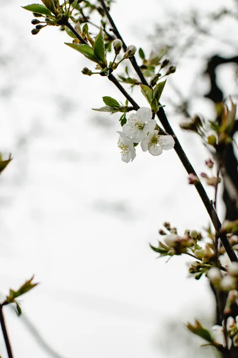 साकुरा की डाली मोबाइल वॉलपेपर · petals · 1440×2160