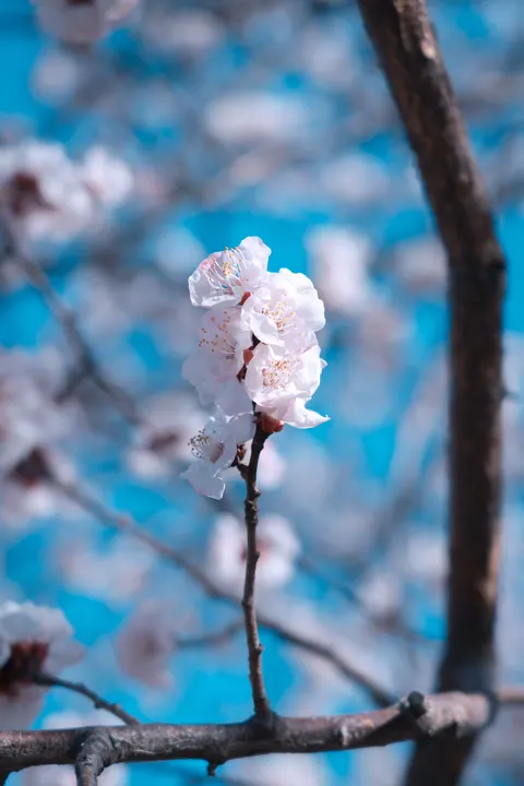 Sakura Branch Phone Wallpaper · petals · 1440×2159