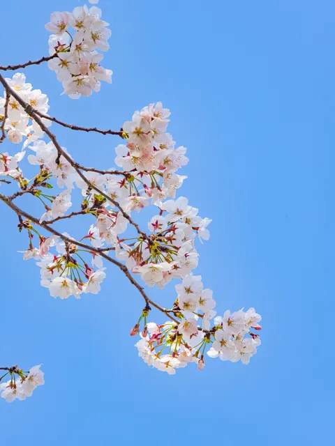 Sakura Branch Phone Wallpaper · petals · 1440×1920