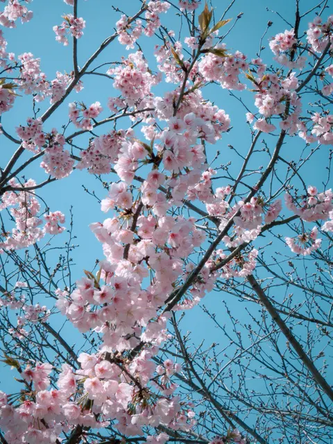 Sakura Branch Phone Wallpaper · petals · 1440×1919