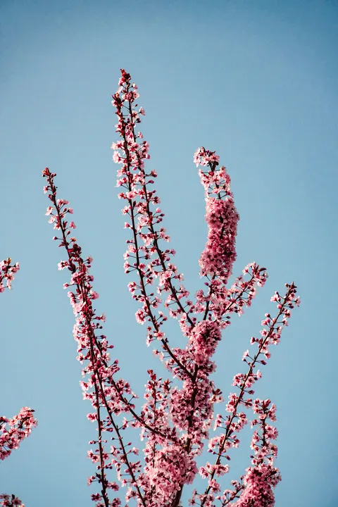 Sakura Branch Phone Wallpaper · petals · 1440×2160
