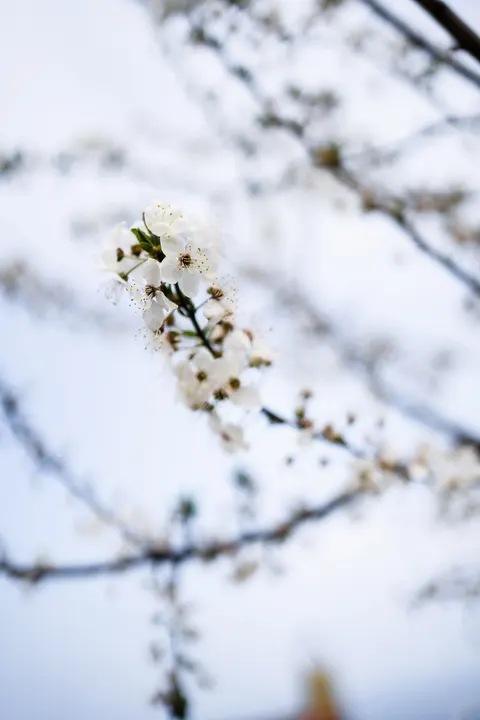 Sakura Branch Phone Wallpaper · petals · 1440×2160