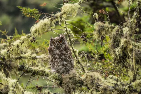 Eule 4K Hintergrundbild · animals · 3840×2560