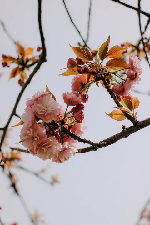 Sakura Branch Phone Wallpaper · petals · 1440×2160