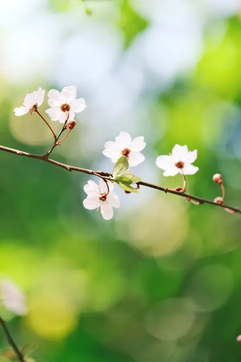 Sakuratak Telefoon Achtergrond · petals · 1440×2160