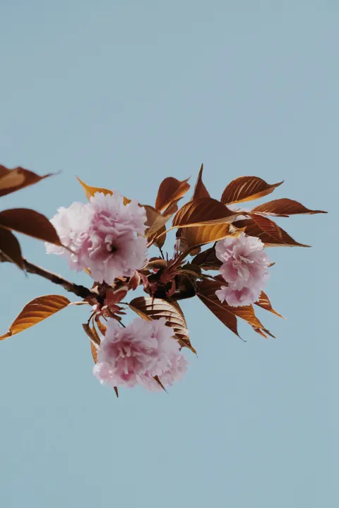 Sakura Branch Phone Wallpaper · petals · 1440×2160