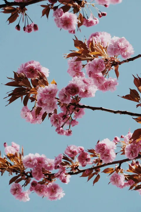 Sakura Branch Phone Wallpaper · petals · 1440×2160