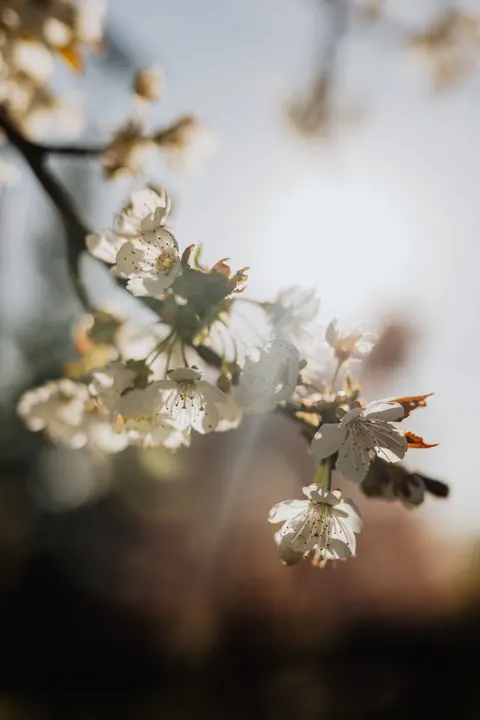 Sakura Branch Phone Wallpaper · petals · 1440×2160