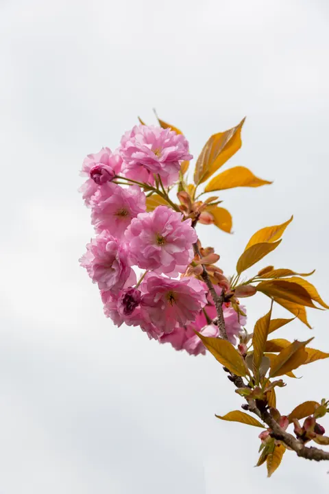 Sakura Branch Phone Wallpaper · petals · 1440×2159