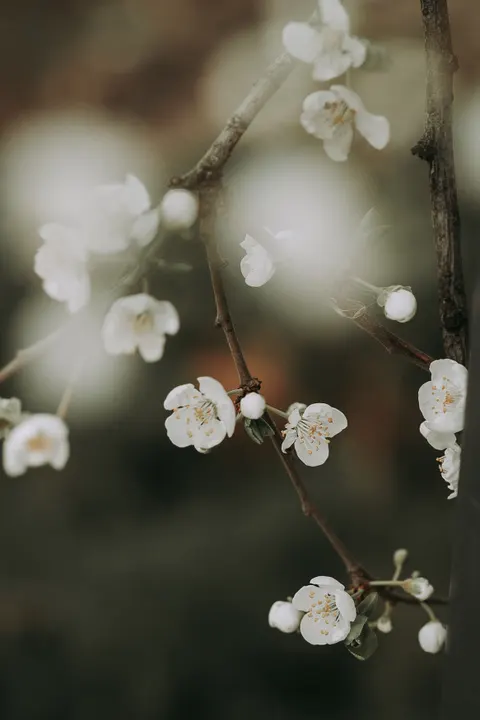 Sakura Branch Phone Wallpaper · petals · 1440×2160