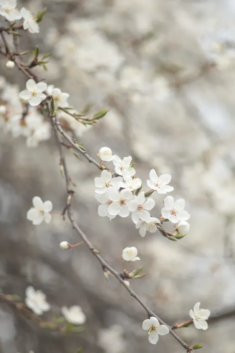 غصن أزهار الكرز خلفية للجوال · petals · 1440×2160