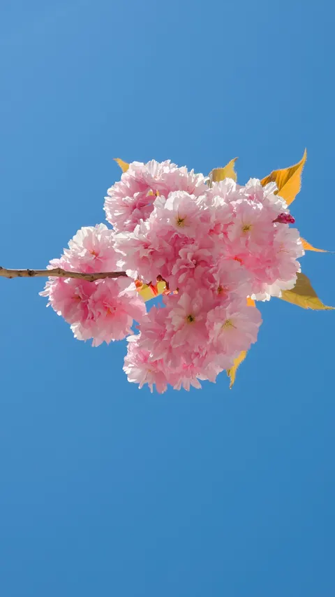 Sakura Branch Phone Wallpaper · petals · 1440×2559
