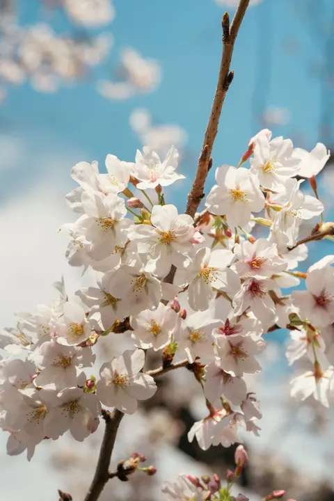 Sakura Branch Phone Wallpaper · petals · 1440×2160