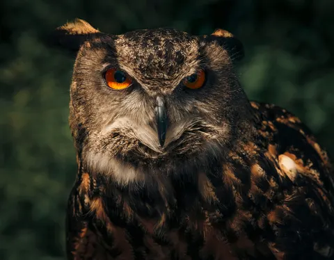 خلفية بومة بدقة 4K · animals · 3840×2992