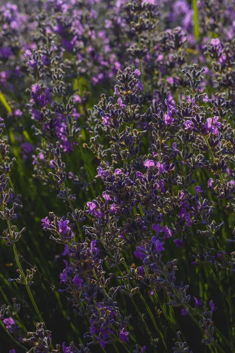 حقل خزامى خلفية للجوال · petals · 1440×2160