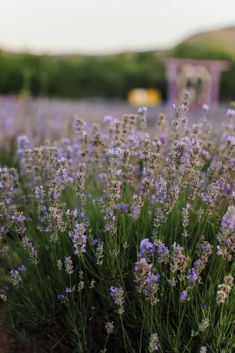 Lavender Phone Wallpaper · petals · 1440×2160