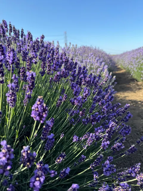 Lavender Phone Wallpaper · petals · 1440×1920