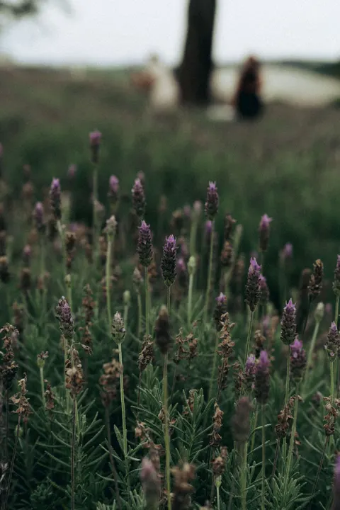 Lavender Phone Wallpaper · petals · 1440×2159