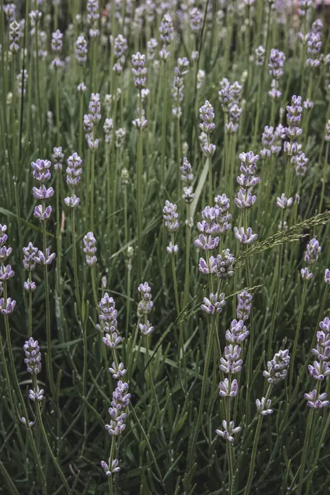Lavender Phone Wallpaper · petals · 1440×2160