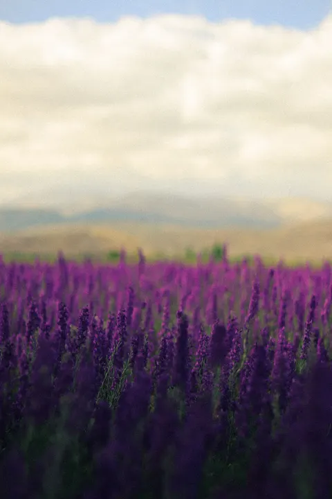 Lavender Phone Wallpaper · petals · 1440×2160