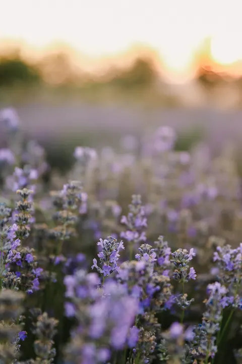 Lavender Phone Wallpaper · petals · 1440×2160