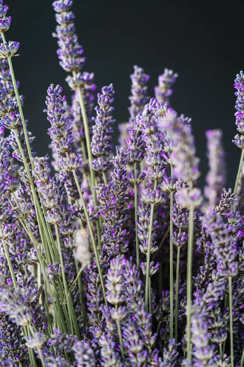 Lavender Phone Wallpaper · petals · 1440×2160
