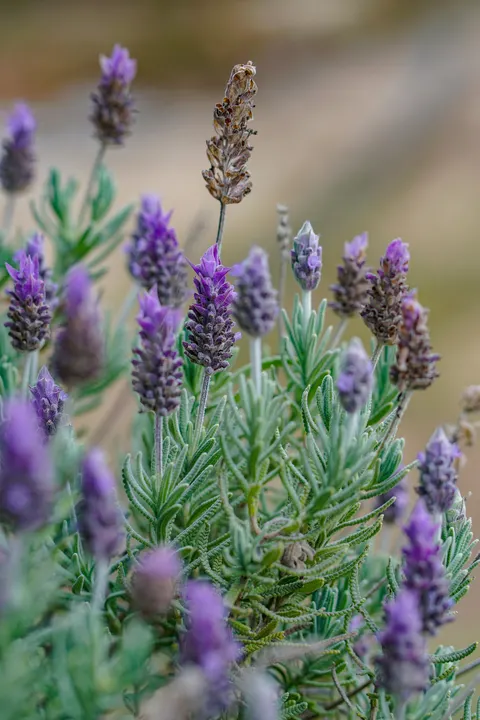 Lavender Phone Wallpaper · petals · 1440×2160