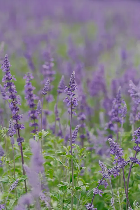 Lavender Phone Wallpaper · petals · 1440×2160
