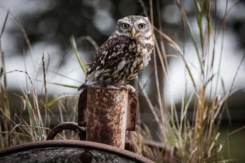उल्लू 4K वॉलपेपर · animals · 3840×2560