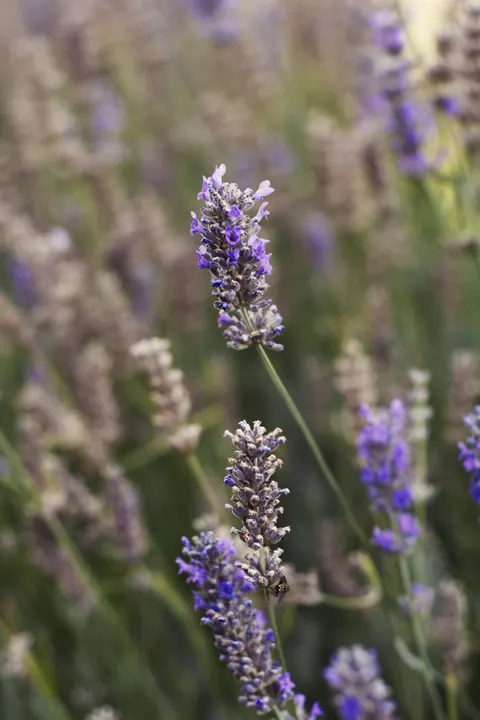 Lavender Phone Wallpaper · petals · 1440×2160