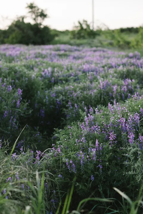 Lavender Phone Wallpaper · petals · 1440×2160