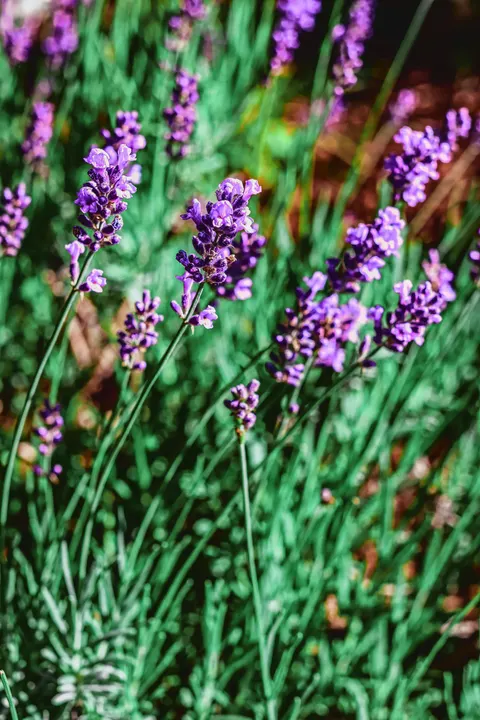 Lavender Phone Wallpaper · petals · 1440×2160
