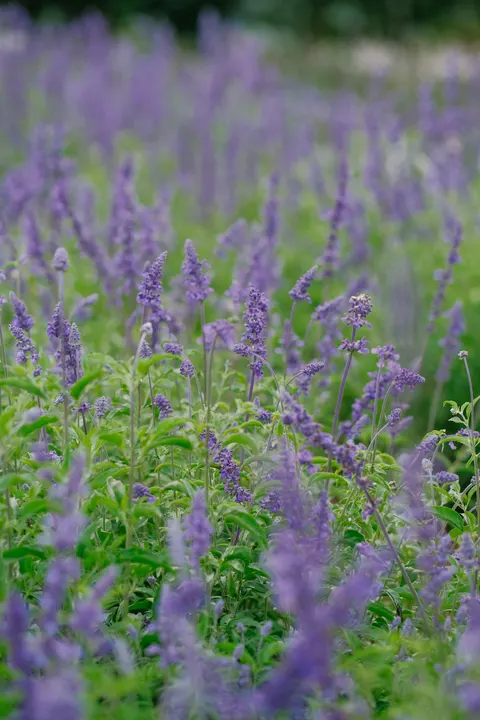 Lavender Phone Wallpaper · petals · 1440×2160