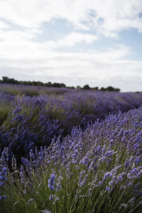 Lavender Phone Wallpaper · petals · 1440×2160