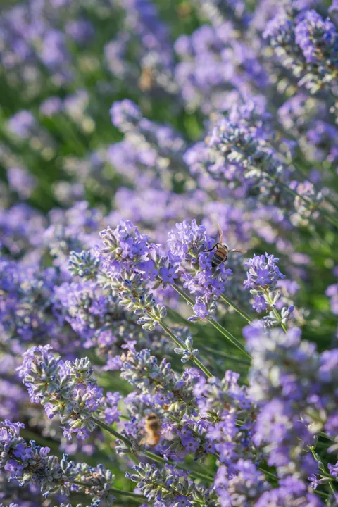 Lavender Phone Wallpaper · petals · 1440×2160