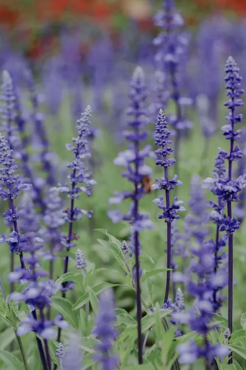 Lavender Phone Wallpaper · petals · 1440×2160