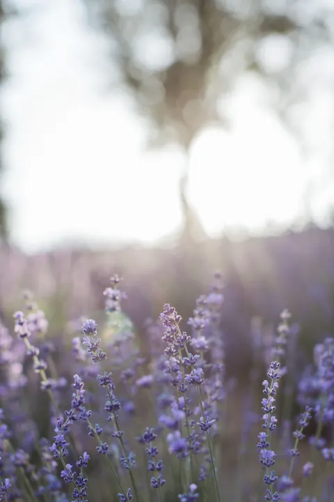 Lavender Phone Wallpaper · petals · 1440×2160