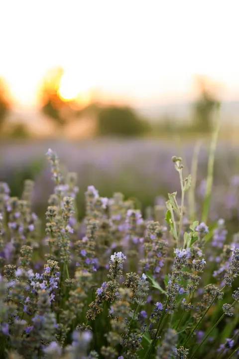 Lavender Phone Wallpaper · petals · 1440×2160