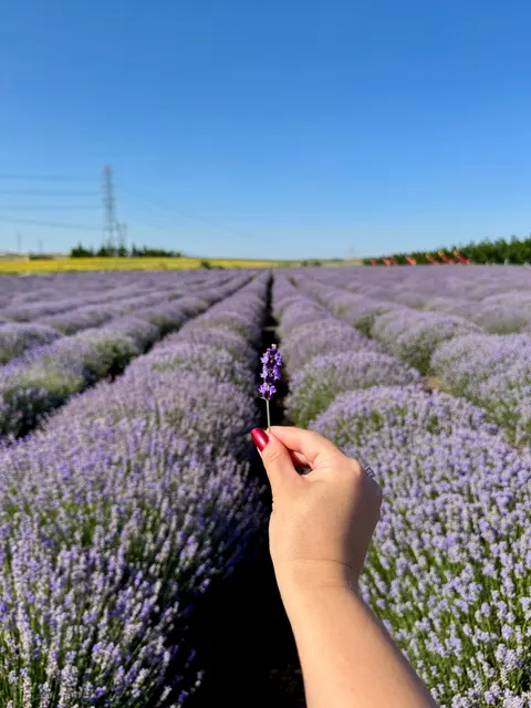 Bunga Lavender Wallpaper HP · petals · 1440×1920