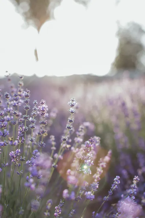 Lavender Phone Wallpaper · petals · 1440×2160