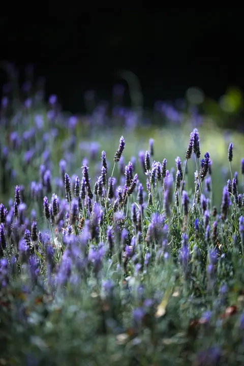 Lavender Phone Wallpaper · petals · 1440×2160