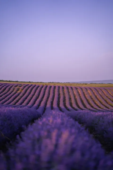 Lavender Phone Wallpaper · petals · 1440×2160