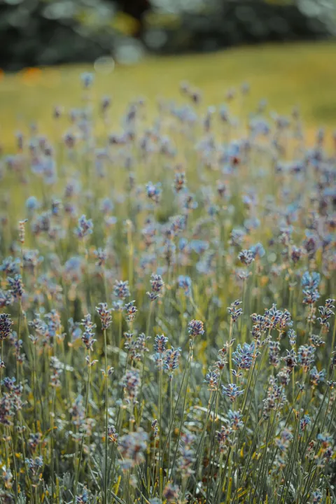 Lavender Phone Wallpaper · petals · 1440×2159