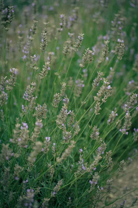 Lavender Phone Wallpaper · petals · 1440×2160