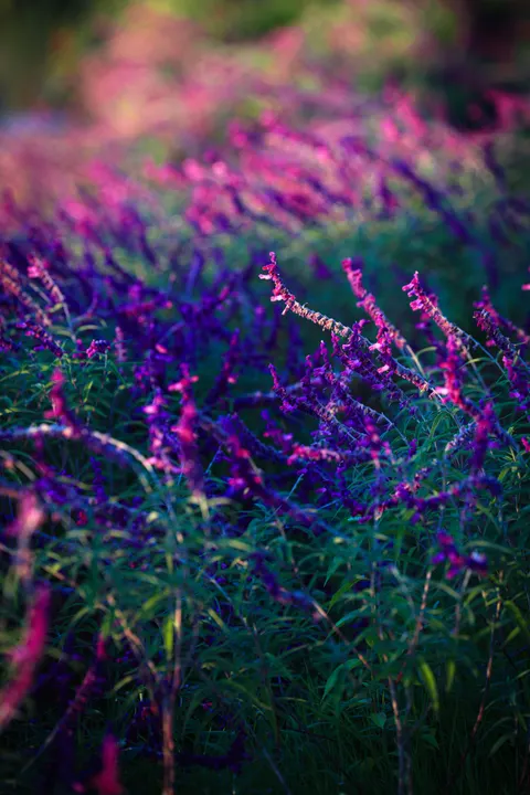 Lavender Phone Wallpaper · petals · 1440×2159