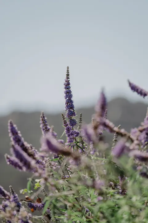 Lavender Phone Wallpaper · petals · 1440×2160