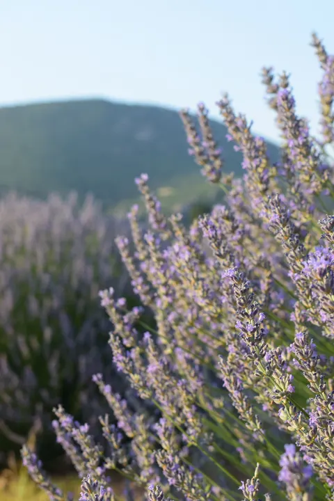 Lavender Phone Wallpaper · petals · 1440×2160
