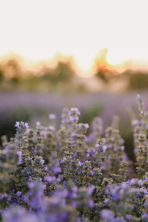 Lavender Phone Wallpaper · petals · 1440×2160