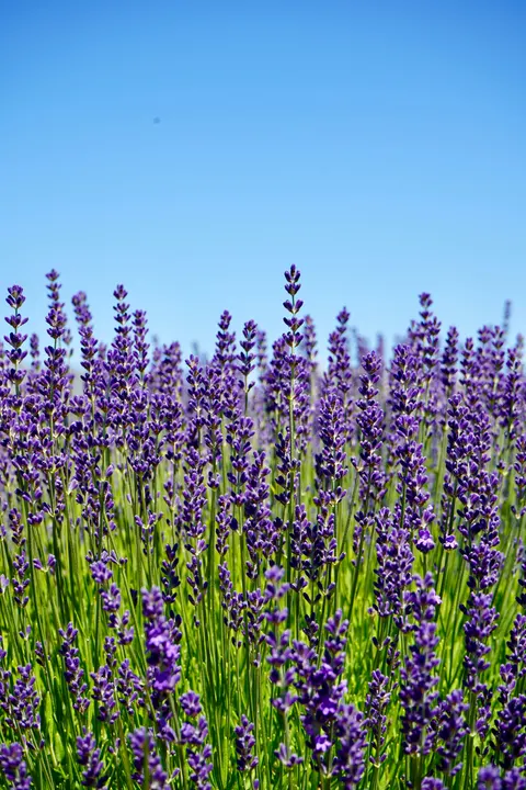 Lavender Phone Wallpaper · petals · 1440×2160